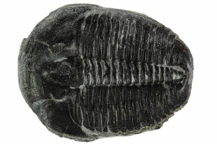 Elrathia Trilobite Fossil - Utah #108644